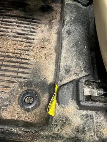 Vehicle carpet before pet hair removal